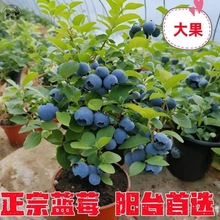 ���{ݮ���硿����{ݮ�����҃�����ͥԺ�����ϱ����Nֲ����Y��