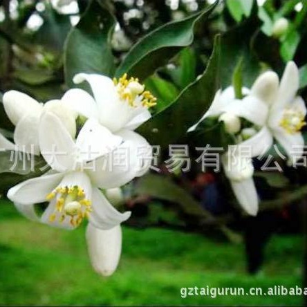 供应橙花精油 Neroli oil, CAS 8016-38-4 苦橙花油 橙花油