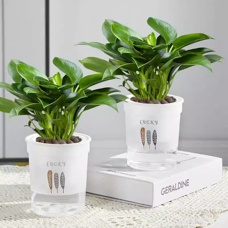 25-30cm 황금 다이아몬드 3개 [깃털 흡수성 대야] + 영양액 [2개 특별 제공]