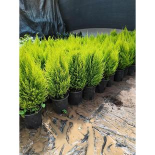 ��ڰ�С��������ֲ���ļ��Gֲ�̨�҃�������B�}�Q�䌚���ɘ���