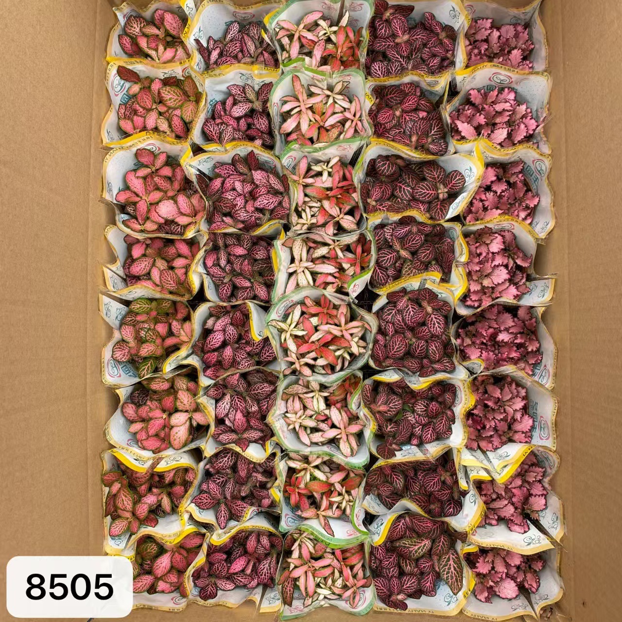 8505  小箱網紋草混裝40盆