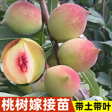 ҘV|BƽҘ޽SҘmϱNֲ