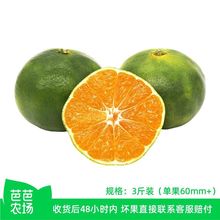 ���Ű��r�����Q���˲��۽�3�� �ι�60mm+�̽�