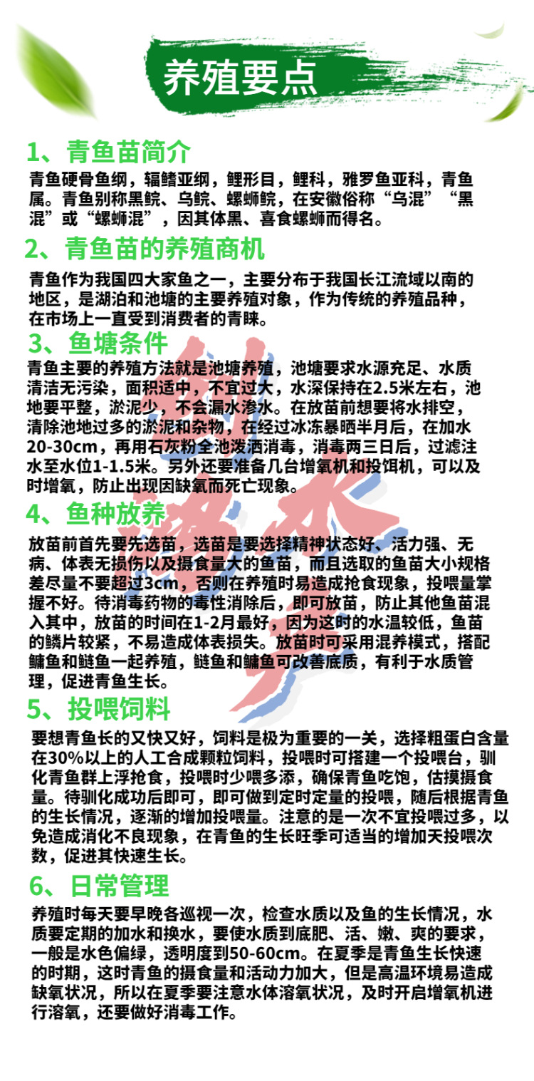 新作详情页2青鱼苗-6