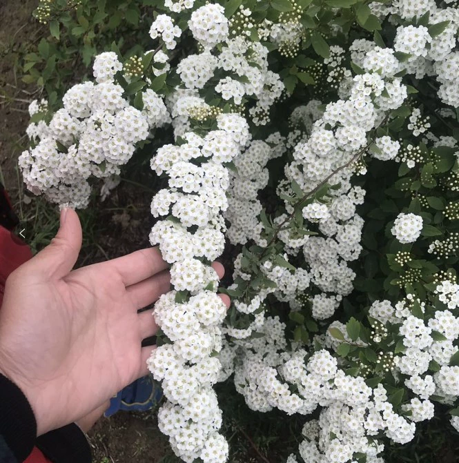 Маленький гандбол Мяо Вышивка Lingye Line Хризантема Жемчужная Слива Большая и средняя рассада Цветок Зеленое растение База Прямые продажи Большой Конг