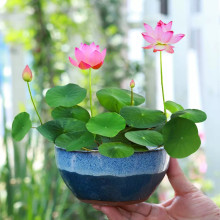 水培植物碗莲花卉室内花好养四季开花种子籽水养荷花盆栽客厅睡莲