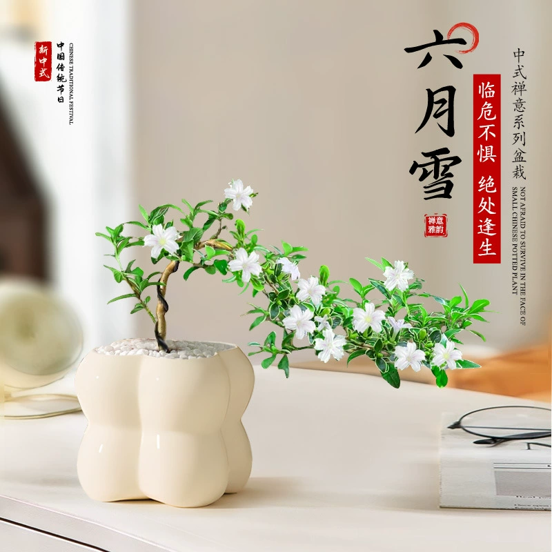 Июньский снежный бонсай, комнатный цветок, форма скалы, старый кучный маленький горшечный цветок, офисный настольный зеленый орнамент для растений, поглотитель формальдегида.
