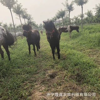 马价格真马德宝矮马纯血马想买匹听话的马哪里有多少钱出租骑乘马