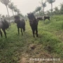 听话多少真马矮马