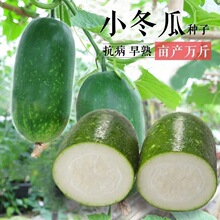 早绿小冬瓜种子毛冬瓜小节瓜迷你水果冬瓜新鲜种籽早熟高产蔬菜种