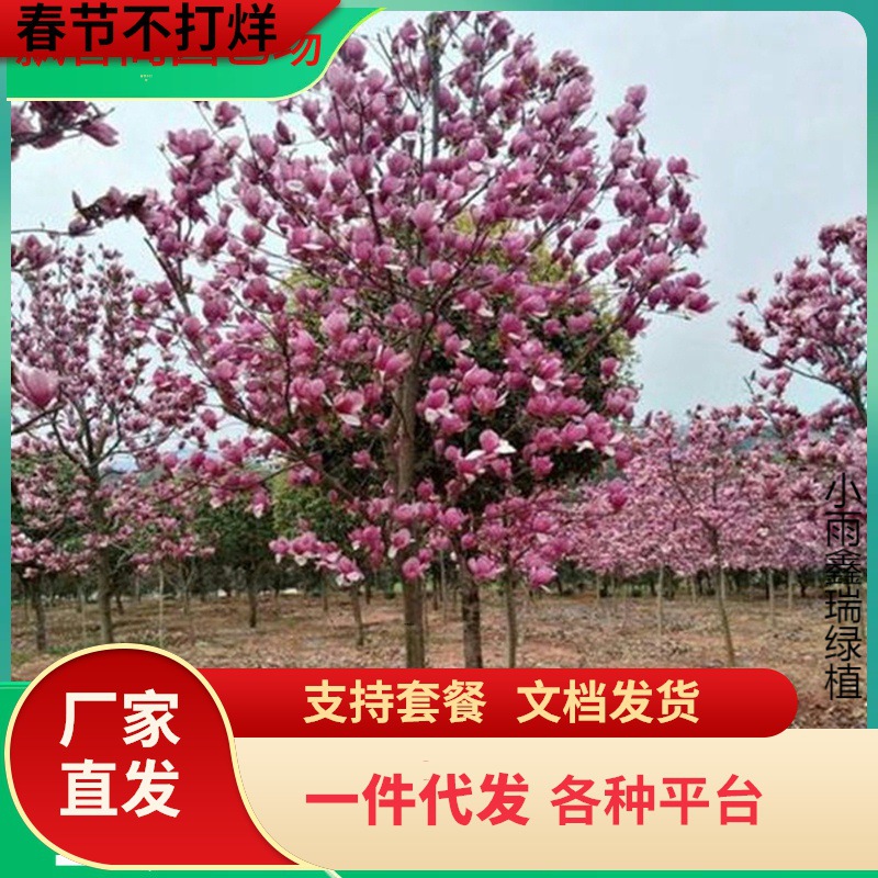 一件代发紫玉兰树苗庭院彩色植物红白黄玉兰花卉盆栽玉兰树耐寒绿