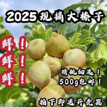 2025年新鲜水瓤水仁带绿皮生榛子东北桓仁大榛子现摘现发坚果榛子
