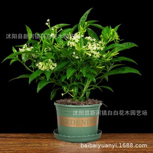 ҹ 6 ҹ㻨̨ͥԺļݘҹ