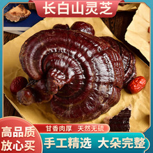 Lɽ`֥؛|·Ұ`֥ݾݲҜl