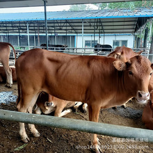 出售 改良鲁西黄牛 运输包活 鲁西黄牛牛苗价格 山东养牛场