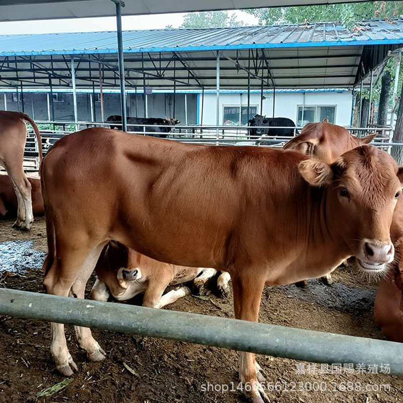出售 改良鲁西黄牛 运输包活 鲁西黄牛牛苗价格 山东养牛场