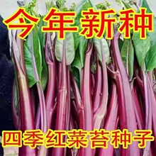 ʮ¼țNﶬ׳ɻlѿʸļNֲ̨߲˷Nݴȫ