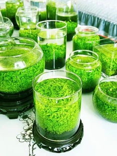 Fish Tank Water Grass Seed Micro Landscape Water Grass Mud Creative Desktop Potted Hydroponic Plant Glass Bottle Water Landscape Pair Leaf