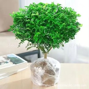 �������ľ�����k���҃�ֲ�����ò�ľ��ˮ��Gֲ�辰�^�~ֲ��