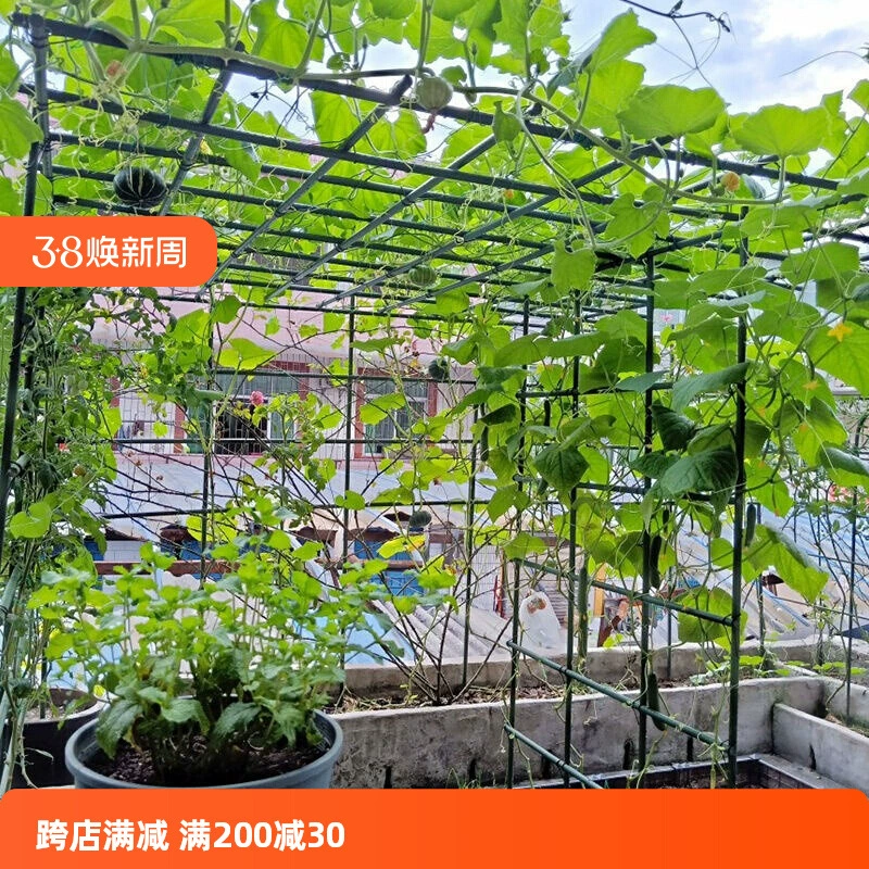 Горькая дыня открытая скобка внутренний двор пергола дыня страсть фрукт лофа киви лазящий перголы виноградная рама тяга