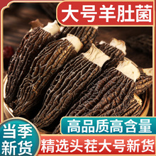 ��Ʒ��Ǿ������ҩ��500g����Ģ���ɻ���������Ǿ�������������