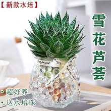 ѩ���J�Cˮ��ֲ�������҃ȾGֲ���ܺ��B�ļ�����ֲ������՚⻨