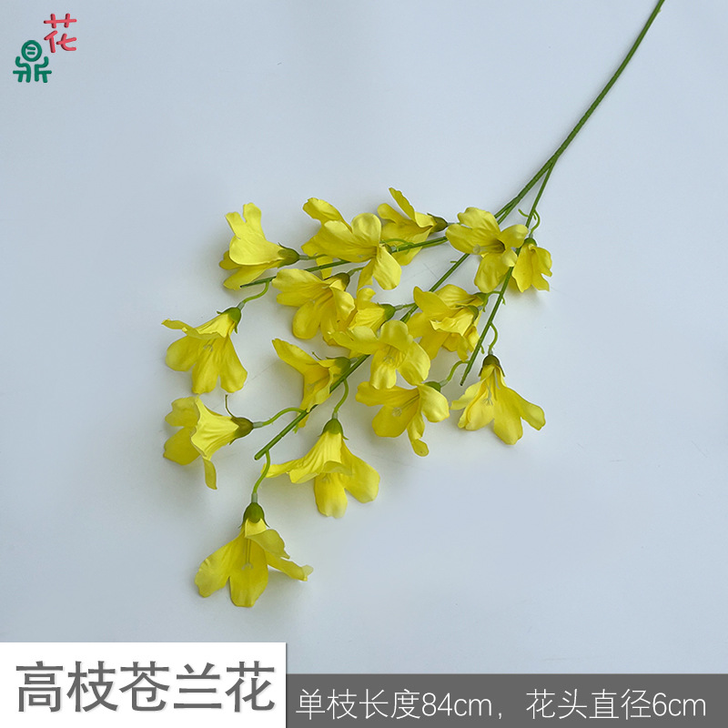 높은 가지 칭란 꽃 BD 노란색