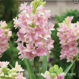 盆栽;种子;园林果树