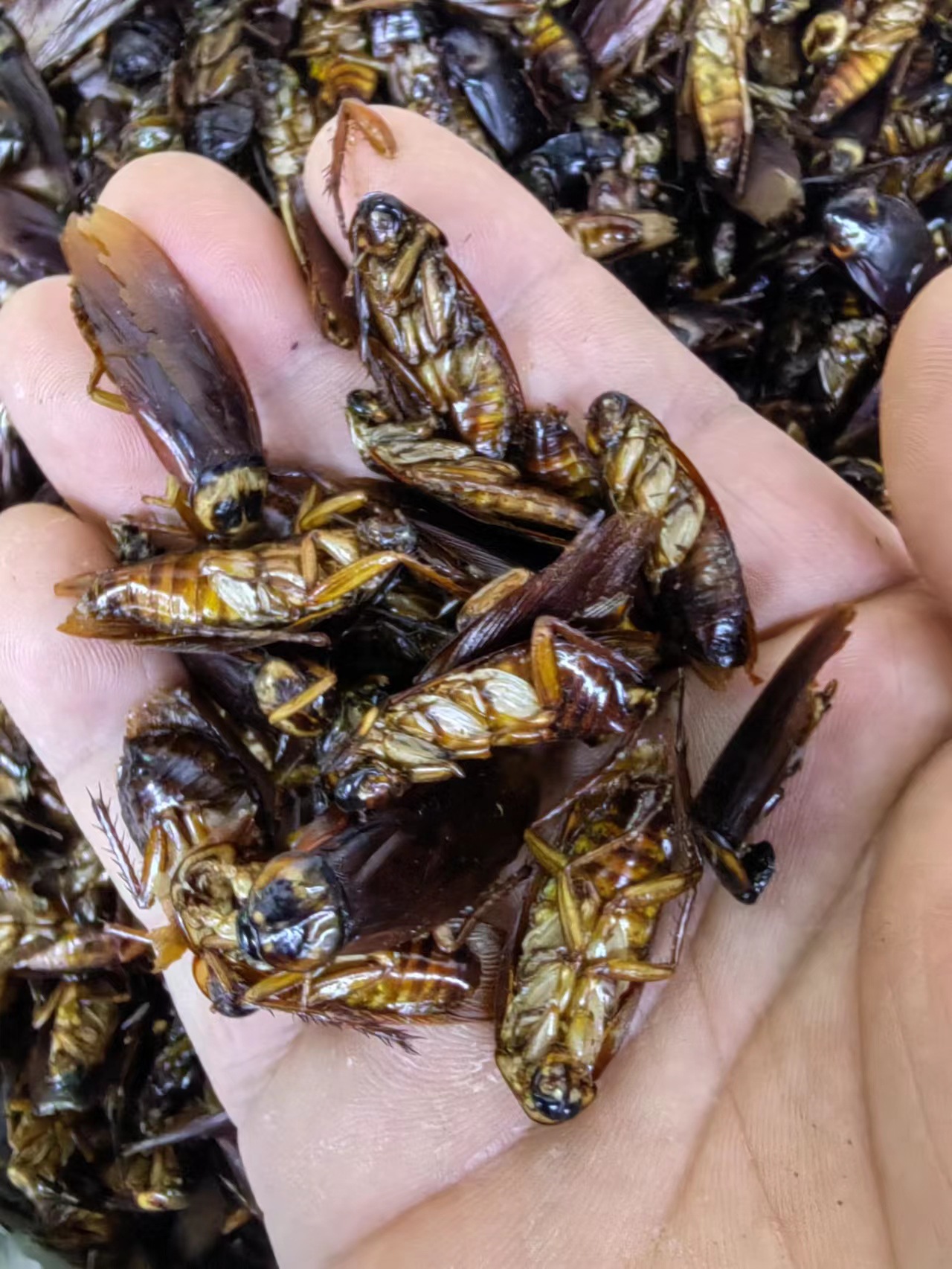 Dried Cockroach (Eupolyphaga sinensis) — Traditional Chinese Medicinal Insect, 500g key features