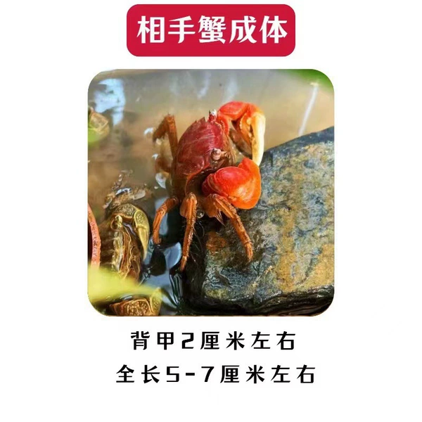 1 handicapped crab body 1 (package loss)