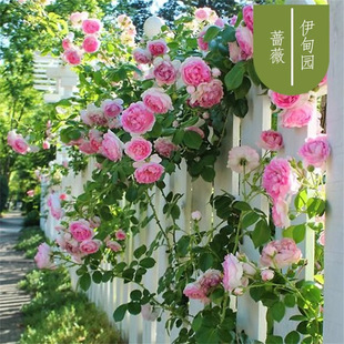 �����Nޱ�����ٱ��¼��ش�����ֲ���ļ��_��������õ�廨��