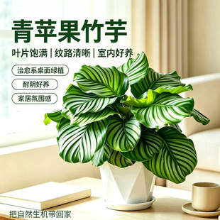 ���O�����������ļ������҃��̨���B���k������Gֲ�����՚��ָ�