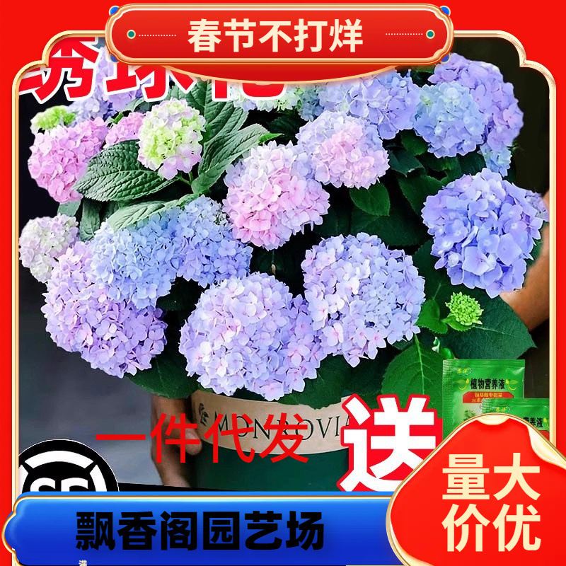 A Single Piece of Hydrangea Flower Seedling for Dropshipping,'Endless Summer' Blooms All Year Round, Easy-To-Grow Potted Hydrangea for Garden and Indoor Use A Single Piece of Hydrangea Flower Seedling for Dropshipping,'Endless Summer' Blooms All Year Round, Easy-To-Grow Potted Hydrangea for Garden and Indoor Use