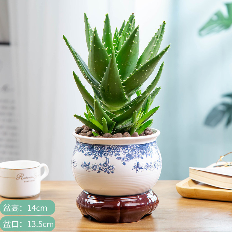 Night city aloe [blue and white porcelain ceramic pot] comes with fertilizer