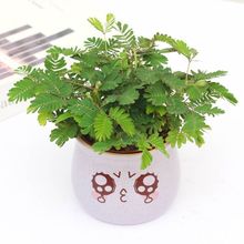 含羞草小盆栽花卉室内阳台植物害羞草成品苗带根趣味绿植观叶羞羞