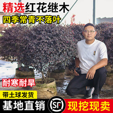 t^ľtľͥԺe^pͺֲ@ֹ̾G