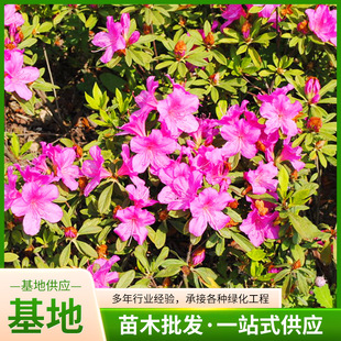 �G����ľë���N���N��ӳɽ�t���紺��С���������B�Gֲ��ľ