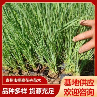 Qingzhou Base Supplies Roadside Riverbank Greening Cattail Seedlings Cup Seedlings Potted Seedlings Perennial Emergent Plant Cattail