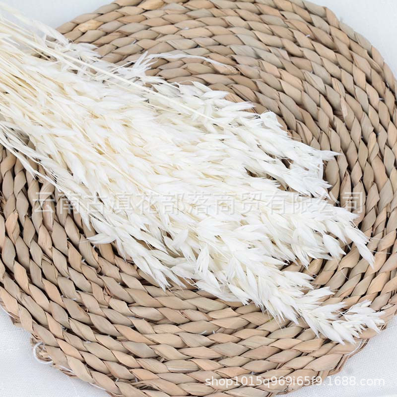 귀리 화이트 50g