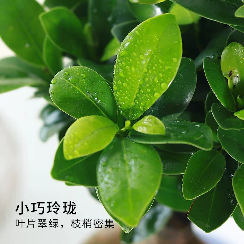 Бонсай из малолистового баньяна, тонколистного баньяна, баньяна женьшеня, старого пня, цветочного растения в горшке, внутреннего настольного балкона, простого в обслуживании.