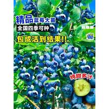 {ݮGʯ̨҃YϱļNֲͺ