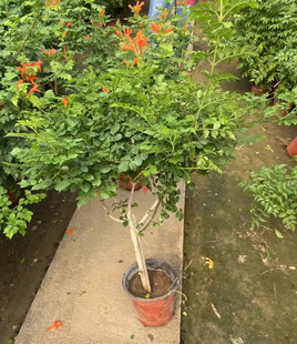 Dropshipping American Lingxiao Flower Seedlings Climbing Vines Lingxiao Flower Seedlings Old Piles Chinese Courtyard Climbing Flower Climbing