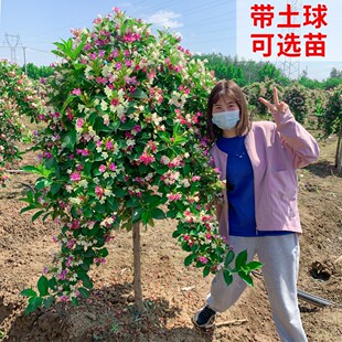 Multicolored Weigela Saplings, Tall Weigela Saplings, Balcony Potted Florals, Courtyard Cold-Resistant and Drought-Resistant Large Landscape Trees