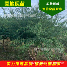 Ҙ2-12ֹ ҘСlGľ е