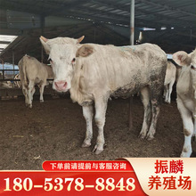 四川有卖牛的吗 夏洛莱牛价格 鲁西黄牛养殖 西门塔尔牛养殖场
