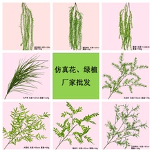 ɭϵ�辰����Gֲ���¾Gɫϵ��c��ڼٻ����ϻ�����ֲ���b�