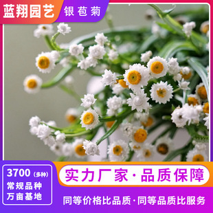 Silver Chrysanthemum Seeds, Multi-Headed Chrysanthemum Seeds, Home Gardening Balcony Potted Plants, Blooming in All Seasons, Dried Flower Seeds at Affordable Prices