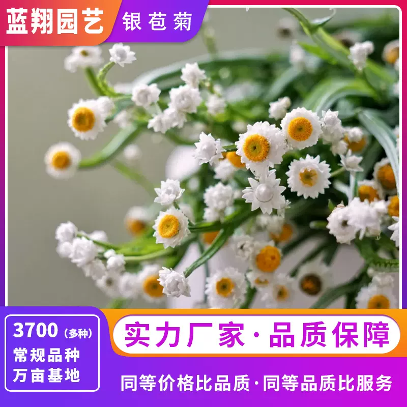 银苞菊种子多头菊种子家庭园艺阳台盆栽四季开花干花种子实惠价