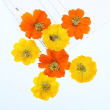 硫华菊干花压花押花批发相框台灯书签亚马逊跨境植物标本真花