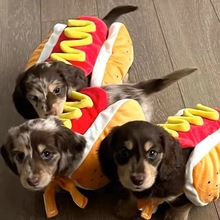 跨境新款 Hot Dog Plush Toy For Pet 热狗毛绒玩具宠物衣